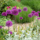 Okrasni česen vijoličast - Allium purple sensation - čebulice okrasnega česna - 3 kosi