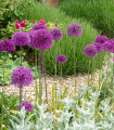 Okrasni česen vijoličast - Allium purple sensation - čebulice okrasnega česna - 3 kosi