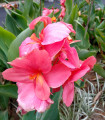 Dosna roza La Boheme - Canna - gomolji dosne - 1 kos
