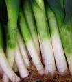 Zimski por D´Elbeuf - Allium porrum - semena pora - 200 kos