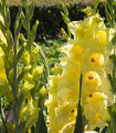 Meč žuti - Gladiolus Gold - čebulice - 3 kosi