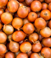 BIO Spomladanska rumena čebula - Allium cepa - bio semena čebule - 500 kos