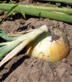 Čebula rumena Zittauer - Allium cepa - semena čebule - 270 kos
