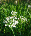Kitajska drobnjak Neko - Allium tuberosum - semena drobnjaka - 20 kos