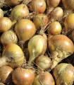 Čebula kuhinjska Sturon - Allium cepa - semena - 250 kos