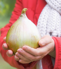 Cibule obrovská Kelsae - Allium cepa - semena cibule - 100 ks