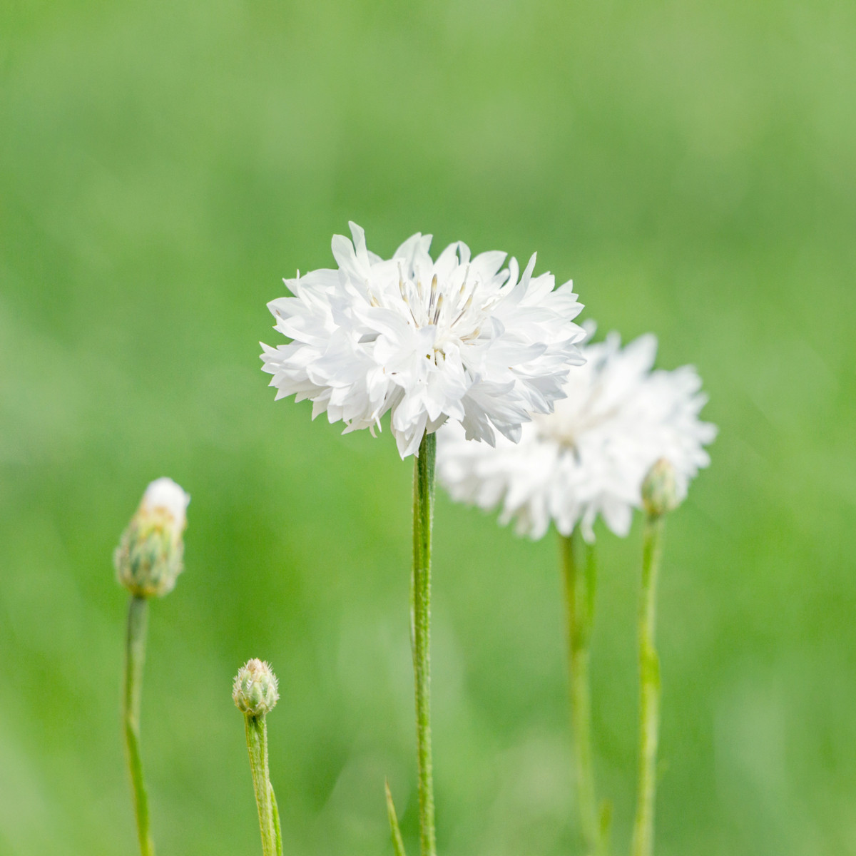 Chrpa luční bílá - Centaurea cyanus - semena chrpy - 45 ks