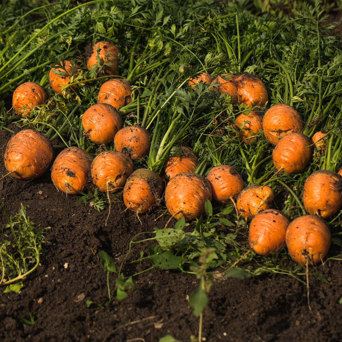 Mrkev kulatá k rychlení Pariser Markt 4 - Daucus carota - semena mrkve - 500 ks
