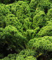 Kale Lerchenzungen - Brassica oleracea L. - semena kodrolista - 150 kos