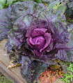 Rdeče zelje Kalibos - Brassica oleracea - semena zelja - 0,5 g