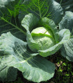 Pozno zelje Holt - Brassica oleracea - semena zelja - 200 kos