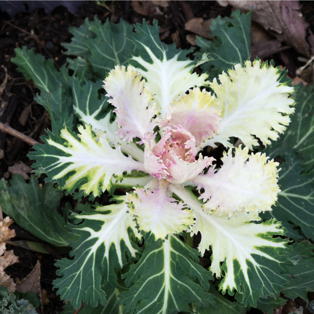 Okrasné zelí bílé Peacock F1 - Brassica oleracea - semena okrasného zelí - 20 ks