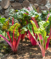 Mangold stebelni roza - Beta vulgaris - semena mangolda - 50 kos