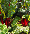 Rdeča blitva - Beta vulgaris - semena blitve - 50 kos