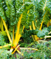 Mangold rumeni - Beta vulgaris - semena mangolda - 15 kos