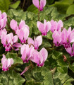 Ciklama z listi bršljana – Cyclamen hederifolium – gomolji cikame – 1 kos