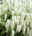 Salvia Victoria White – Salvia farinacea – semena salvije – 12 kosov