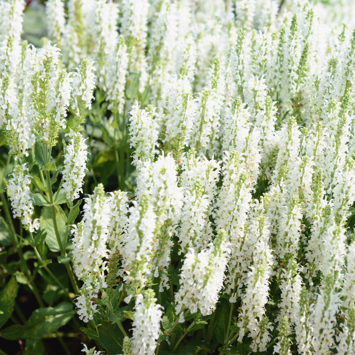 Šalvěj Victoria White - Salvia farinacea - semena šalvěje - 12 ks