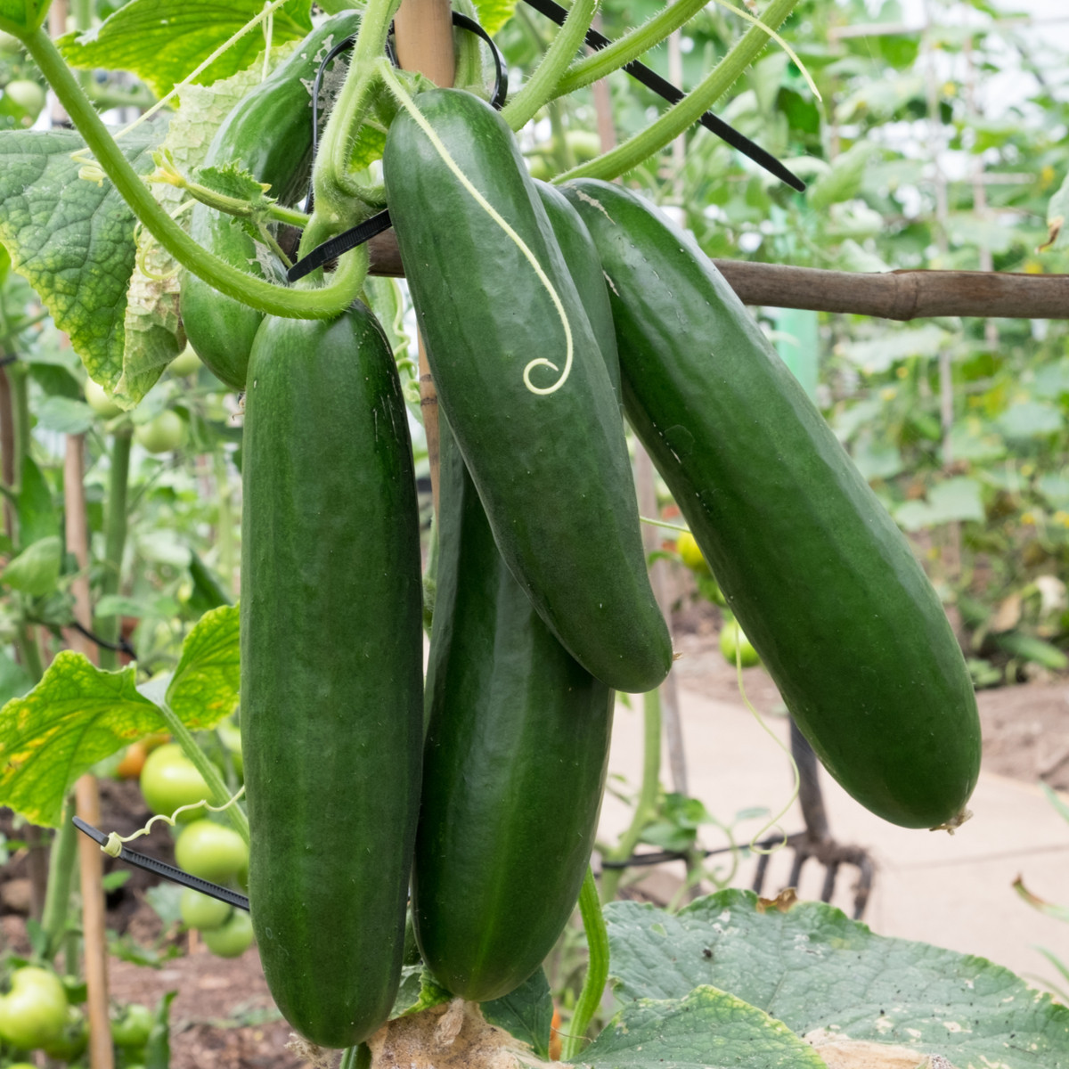BIO Okurka salátová Sonja - Cucumis sativus - bio semena okurky - 5 ks