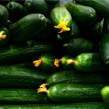 BIO Okurka salátová Flamingo F1 - Cucumis sativus - bio semena okurky - 4 ks