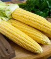 Sladka koruza Minigold - Zea Mays - semena - 35 kos