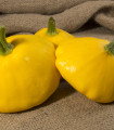 Patisson Golden Marbre - Cucurbita pepo - semena patissona - 5 kosov