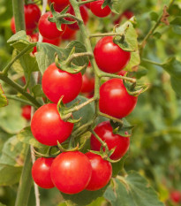Rajčátka cherry červená - Solanum lycopersicum - semena rajčete - 6 ks