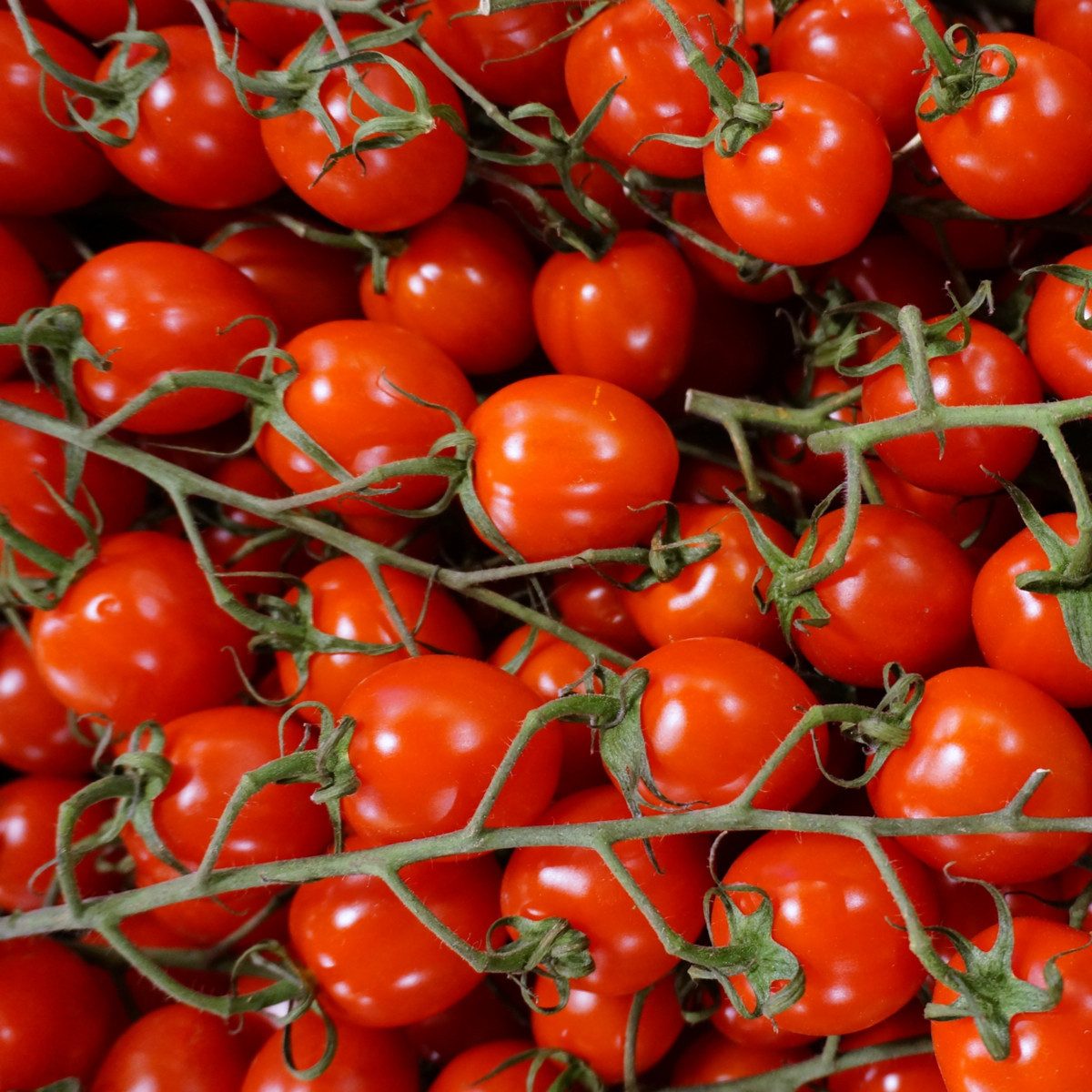 Rajče Supersweet F1 - Solanum lycopersicum - semena rajčete - 6 ks