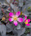 Rosa glauca - semena vrtnice - 5 kosov