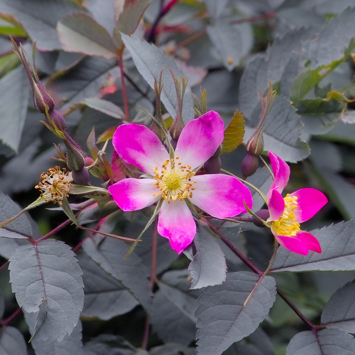 Růže sivá - Rosa glauca - semena růže - 5 ks