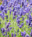 BIO Sivka zdravilna - Lavandula officinalis - bio semena sivke - 50 kos