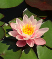 Rožnati lokvanj - Nymphaea capensis - semena lokvanja - 6 kosov
