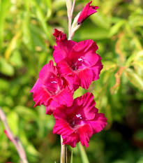 Gladiol Plum Tart purpurový - Gladiolus - hlízy mečíku - 3 ks