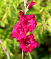 Gladiol Plum Tart vijoličast - Gladiolus - čebulice mečka - 3 kosi