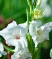 Gladiol White Prosperity beli - Gladiolus - čebulice mečka - 3 kosi