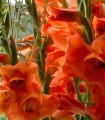Gladiola oranžna - Gladiolus - čebulice mečka - 3 kosi