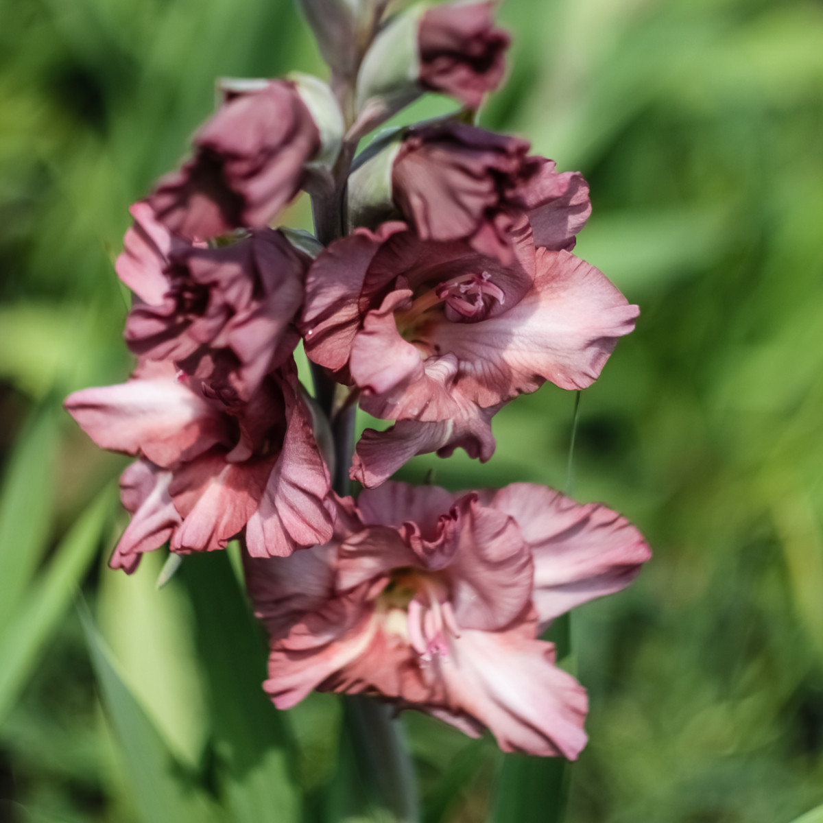 Gladiol čokoládový - Gladiolus - hlízy mečíku - 3 ks