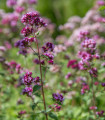 BIO Navadna majaronka - Origanum vulgare - bio semena majaronke - 700 kos