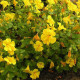Kejklířka žlutá - Mimulus luteus - semena kejklířky - 200 ks