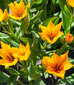 Večcvetni tulipan Praestans Shogun - Tulipa - čebulice tulipana - 3 kosi