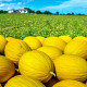 Meloun medový Bimbo F1 - Citrullus lanatus - semena melounu - 6 ks