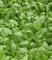 BIO Špinača setvena - Spinacia oleracea L. - semena bio semena - 12 g