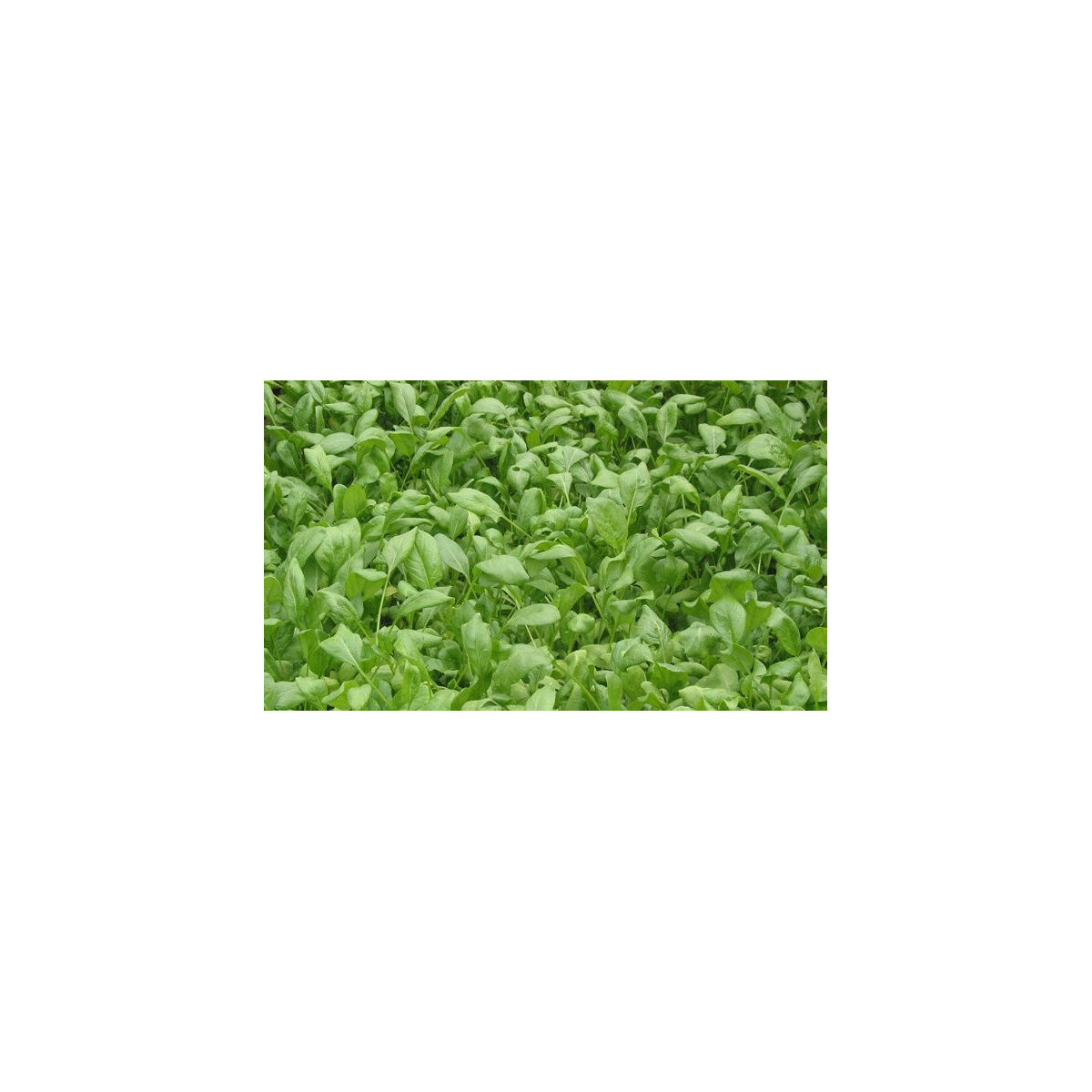 BIO Špenát setý - Spinacia oleracen L. - semena bio osiv - 12 gr 