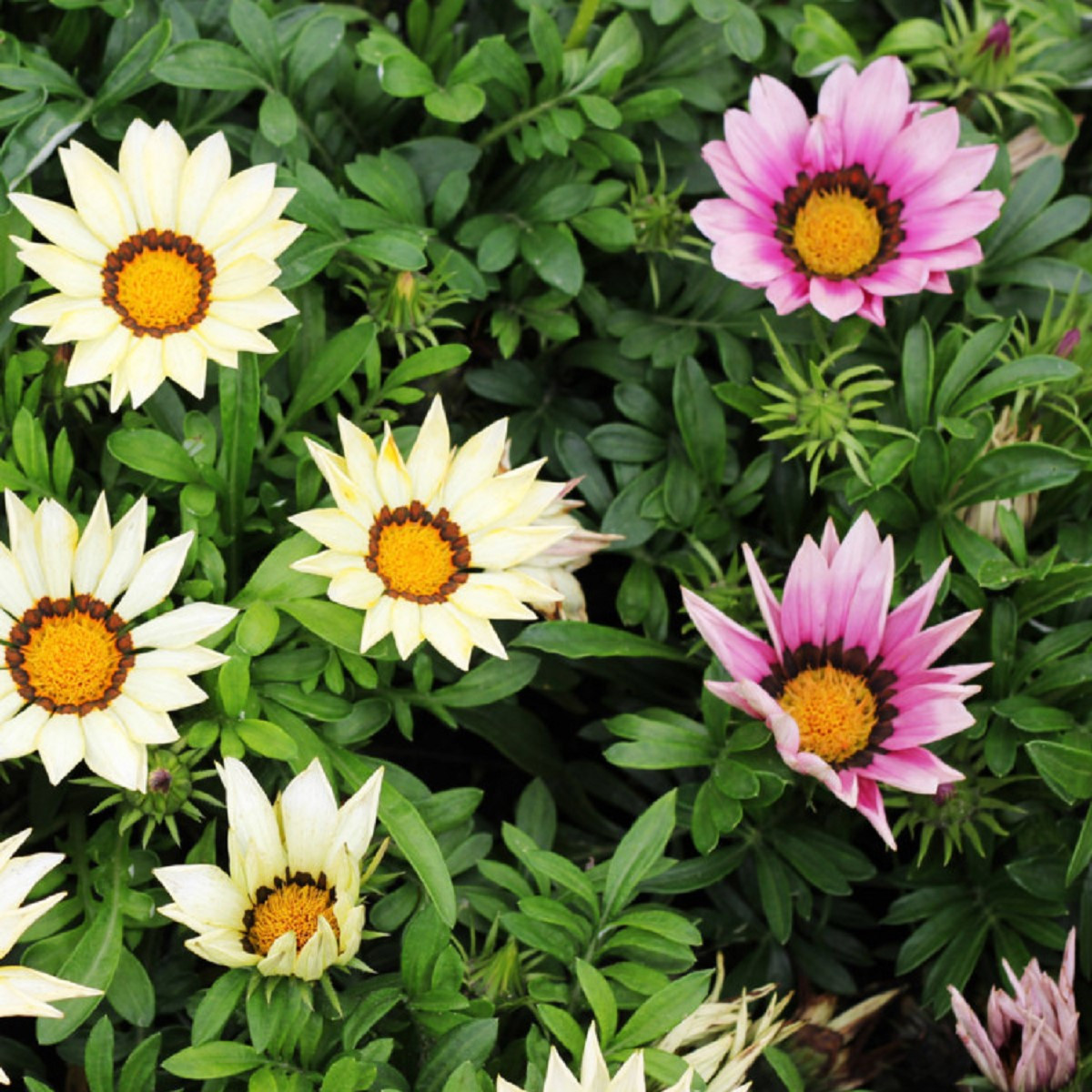 Gazánie zářivá směs - Gazania rigens mix - semena gazánie - 50 ks