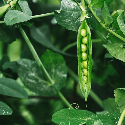 BIO Hrách dřeňový Malý Rheinland - Pisum sativa - bio semena hrachu - 45 ks
