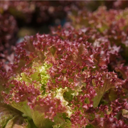 BIO Salát listový kadeřavý Lollo Rossa - Lactuca sativa - bio semena salátu - 80 ks