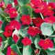 Lichořeřišnice nízká Baby Deep Rose - Kapucínka - Tropaeolum minus - semena lichořeřišnice - 8 ks