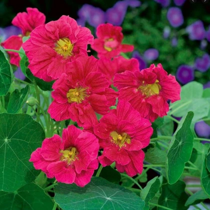 Lichořeřišnice menší Whirlybird Rose - Kapucínka - Tropaeolum minus - semena lichořeřišnice - 10 ks