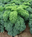 Zeleni kodrolistni ohrovt Kadet - Brassica oleracea L. acephala - semena kodrolistnega ohrovta - 200 kos