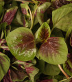 Rdeči tribarvni ščir - Amaranthus tricolor - semena ščira - 270 kosov